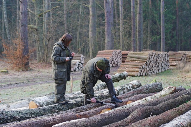 Jak wyglądają nowe zasady sprzedaży drewna?