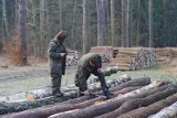 Nowe zasady sprzedaży drewna stabilizują ceny i ograniczają wywóz surowca z Polski