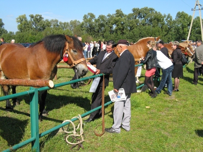 Wystawa koni w Suchowoli