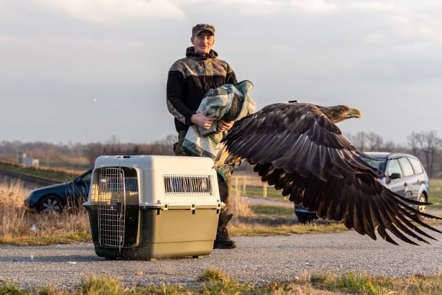 Przed wypuszczeniem na wolność ptak został zaobrączkowany oraz wyposażony w nadajnik GPS.