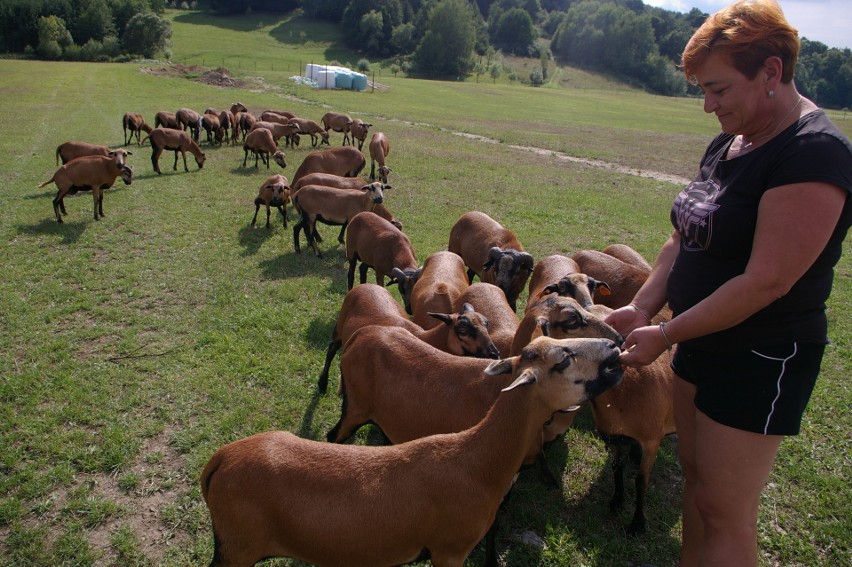 Ze stada, które liczyło 54 owce kameruńskie Barbarze Smole...