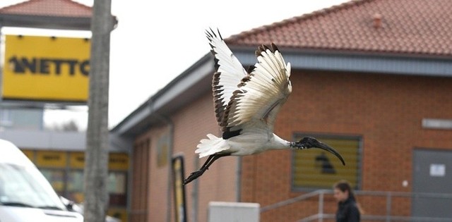 Ibis czczony w Słupsku