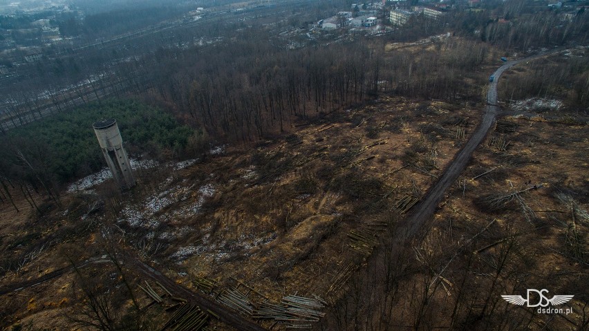 Rybnik: Wycinają las pod drogę Racibórz-Pszczyna