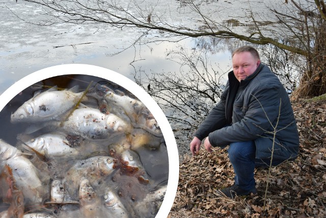 Taki widok zastał Arkadiusz Kinder nad stawem w Grodzisku. Ryby padły z powodu tzw. przyduchy.