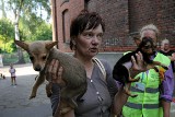 Zabrali psy. Ciąg dalszy interwencji na ul. Tymienieckiego.