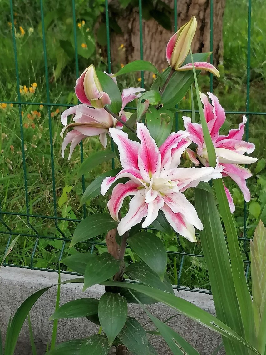 Piękne, kolorowe i różnych odmian lilie. Te zjawiskowe kwiaty rosną w ogrodzie naszej Czytelniczki w Trzcianie koło Rzeszowa [ZDJĘCIA]