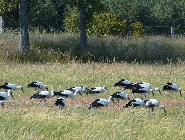 Dzięki podmokłym terenom, a zwłaszcza rozległym łąkom, okolice Wolsztyna to raj dla bocianów.