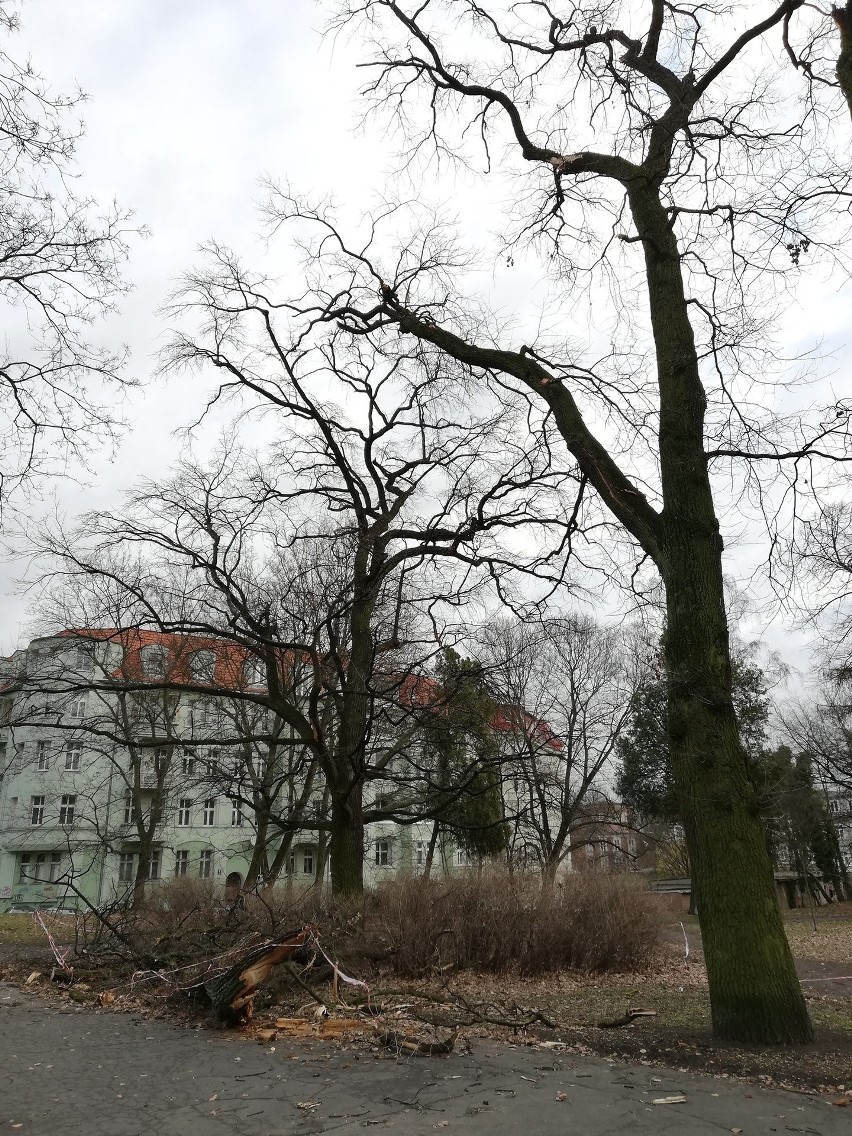 Park Żeromskiego po wichurze