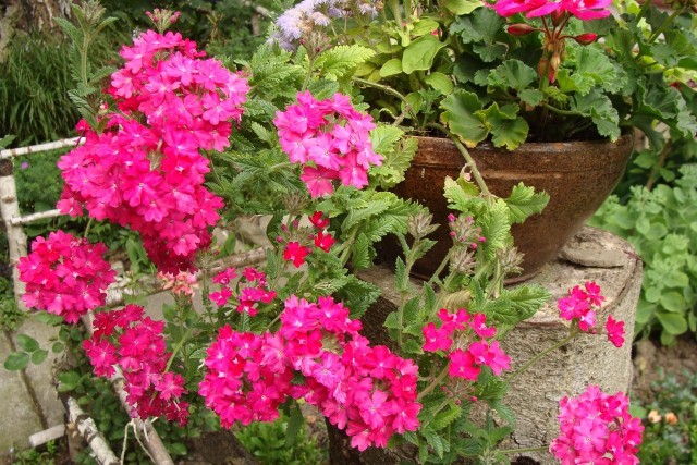 Werbeny to bardzo ładne kwiaty, które możemy uprawiać i w ogrodzie, i na balkonie.
