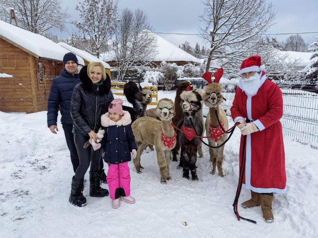 Alpaki z Suchedniowa były atrakcją wielu świątecznych imprez. Więcej na kolejnych zdjęciach