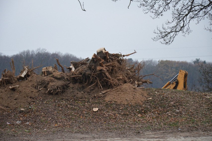 Wycinają wielkie drzewa nad Odrą. Czy zgodnie z prawem? (ZDJĘCIA)