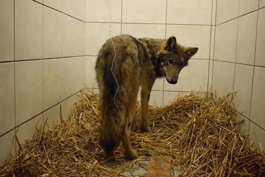 Wilk uratowany przez bytowskich weterynarzy zdrowieje. Ma już też imię - Klincz! (nowe zdjęcia)
