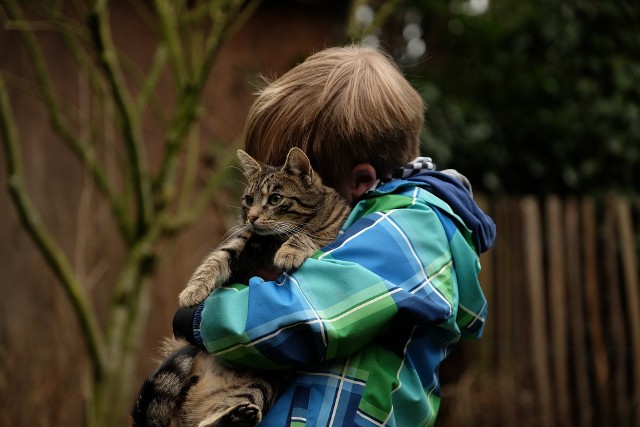 Kot może stanowić doskonałego przyjaciela dla dziecka. Należy jednak wybrać takiego, dla którego kontakt z najmłodszymi nie będzie straszny. Które rasy są najlepsze dla kilkulatków? Sprawdź wszystkie rasy dobre dla dzieci ---->