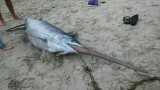 Dźwirzyno: Bałtyk wyrzucił na plażę miecznika