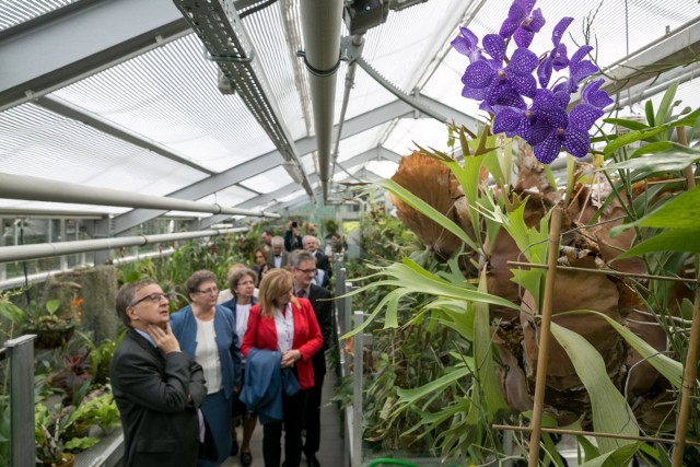 W Ogrodzie Botanicznym UJ ostatnio modernizowano szklarnię Holenderkę. Teraz czas na stworzenie kawiarni