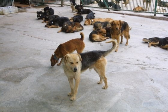 W szczecińskim schronisku przebywa obecnie około trzystu psów. Miejsc jest maksymalnie na 240. Placówka nie zamierza jednak zrezygnować z pobierania opłat od Towarzystwa Opieki nad Zwierzętami, które pomaga w adopcji psów.