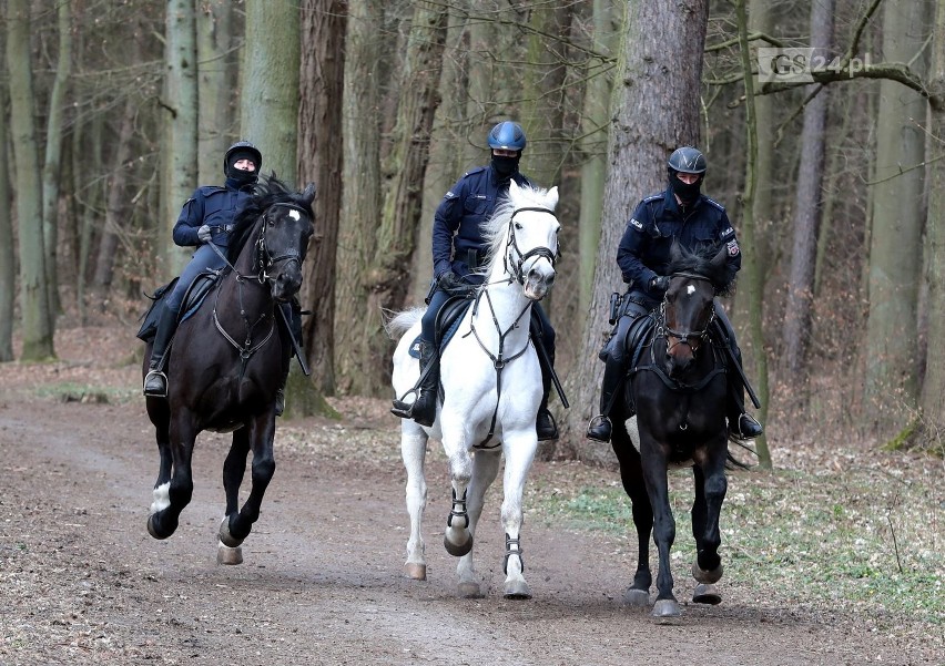 Policjanci na koniach, żandarmeria. Pilnują parków i lasy w Szczecinie. Jest zakaz wstępu - 05.04.2020