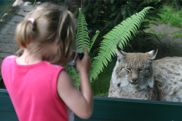 Oliwskie Zoo zaprasza na półkolonie
