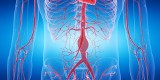 Tętniak aorty brzusznej – objawy, przyczyny i leczenie. Jaką funkcję pełni aorta brzuszna i kiedy może dojść do pęknięcia tętniaka?