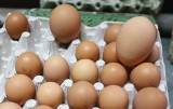 Rekordowe jaja w Ślepowronie (zdjęcia)