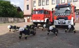 Strażacy z regionu radomskiego pomagają kolejnym chorym chłopcom [WIDEO]