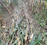 Rolnik prosi o pomoc. Wandal zniszczył mu pole kukurydzy w Goszczowicach