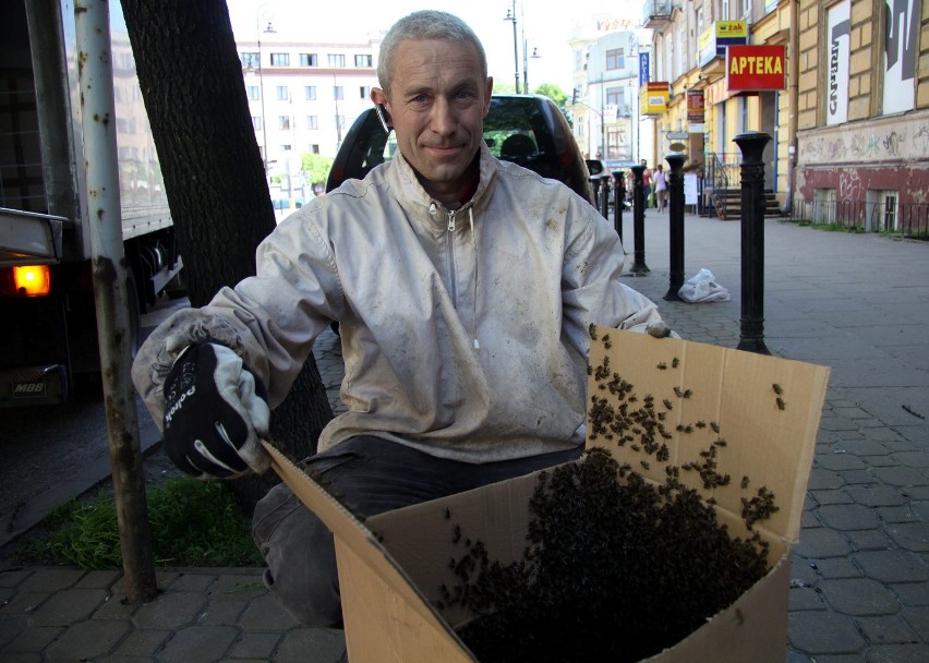 Rój pszczół w centrum Lublina. Owadami zajął się pszczelarz (ZDJĘCIA)