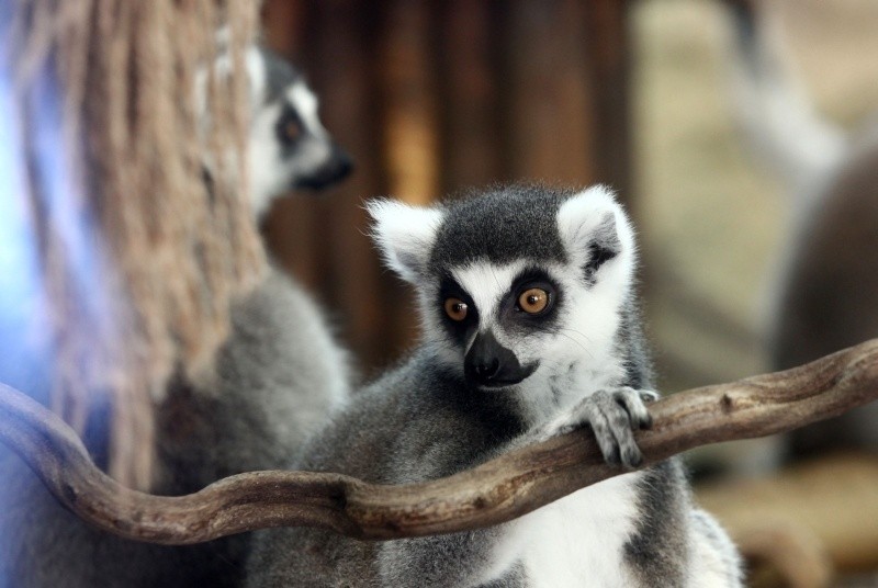 Lemury mają nowy dom, czyli co nowego w łódzkim ZOO [FILM]