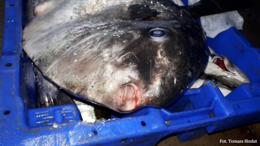 Nietypowa ryba złowiona w Bałtyku! To pierwszy taki okaz znaleziony w południowo-wschodnim rejonie Zatoki Gdańskiej [zdjęcia]