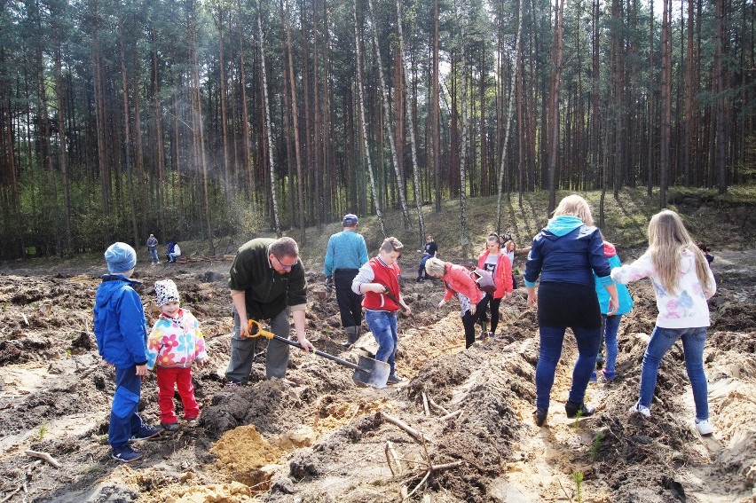 W Siewierzu zasadzili 500 drzewek pod okiem leśników [ZDJĘCIA]