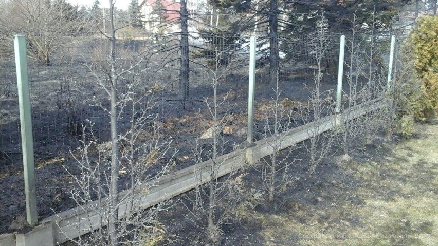 Pożar trawy przy ul. Krętej