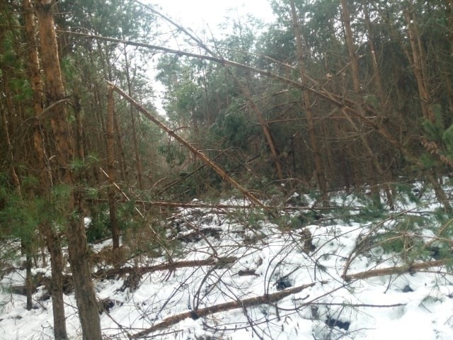 Nie dojdziesz do Królewskich Źródeł. Drzewa łamiące się pod naporem śniegu uszkodziły ścieżkę. Leśnicy usuwają szkody