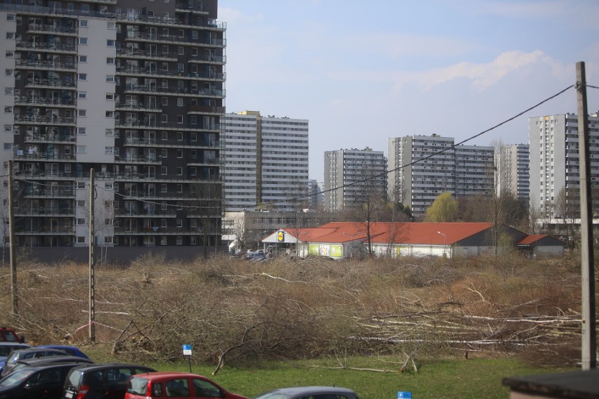 Wycinka drzew na Tysiącleciu