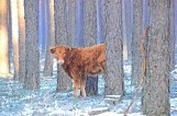 Krowa uciekinierka w kościerskim lesie - woli wolność od obory. Mimo usilnych starań gospodarza nie chce wracać do domu