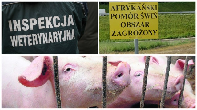 Program bioasekuracji powinien obejmować teren całego kraju - uważa izba weterynaryjnaWedług Krajowej Izby Lekarsko-Weterynaryjnej, by skutecznie walczyć z afrykańskim pomorem świń,  niezbędne jest m.in.  rozszerzenie programu bioasekuracji na teren całego kraju. Obecnie zasady te są stosowane tylko w strefie występowania ASF