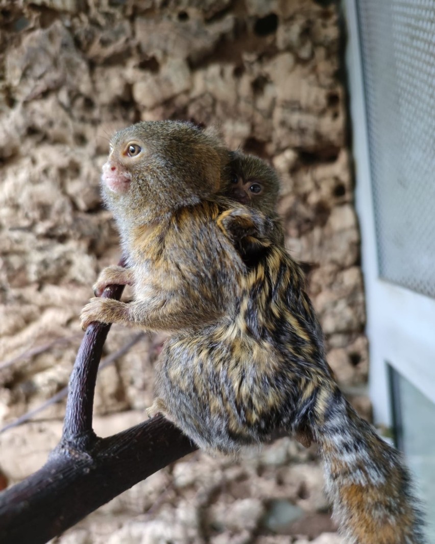 W chorzowskim zoo urodziła się najmniejsza małpa świata!...