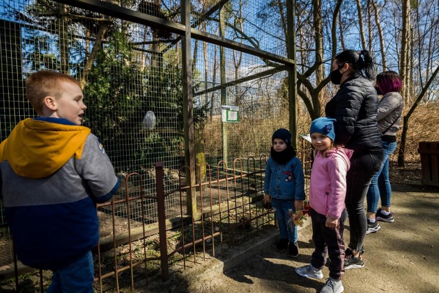 Choć w Wielkanoc w bydgoskim zoo - w związku z poszukiwaniami ukrytych jajek i związanymi z tym zadaniami - zwraca się szczególną uwagę na gatunki ptaków, to również pozostali mieszkańcy Ogrodu Zoologicznego chętnie pokazują się zwiedzającym, wygrzewając się w słońcu. Natomiast Ogród Botaniczny sprzyja spacerowaniu w wiosennej aurze.