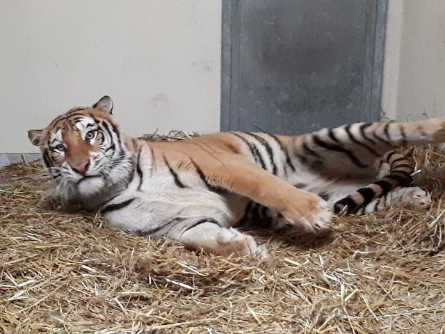 Jeszcze długa droga dzieli uratowane tygrysy od powrotu do zdrowia, ale pracownicy zoo są dobrej myśli.