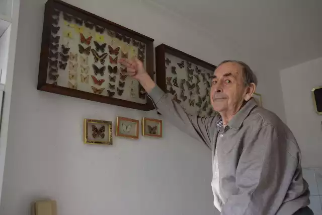 Zainteresowania motylami i zbieraniem autografów nauczyłem się od ojca - opowiada emerytowany opolski lekarz, prof. Janusz Kubicki.