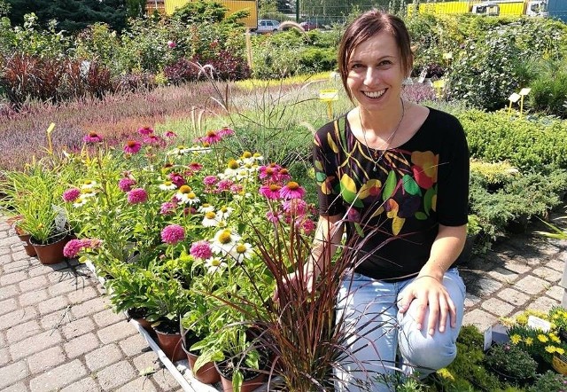 Przepiękną trawę ’Pennisetum Rubrum’, wyróżniającą się czerwoną barwą zarówno liści jak i kwiatostanów prezentuje Magda Bolechowska z ACM Agrocentrum w Kielcach.