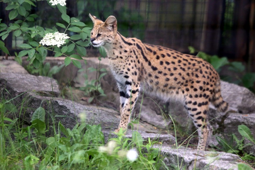 Jak zwierzęta ze Śląskiego Ogrodu Zoologicznego zniosły Fest...