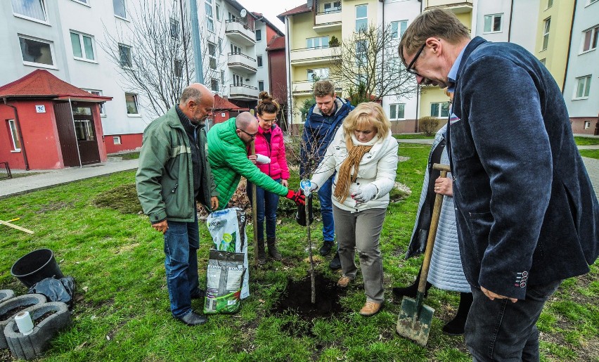 Politycy PO sadzą drzewa w Bydgoszczy [wideo, zdjęcia]
