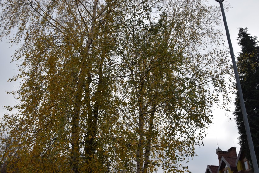 Wycinka w Siemianowicach Śląskich. Społecznik walczy o ocalenie drzew ZDJĘCIA