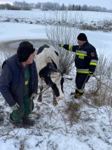 Filipów. Strażacy uratowali krowę z lodowatego stawu [zdjęcia]