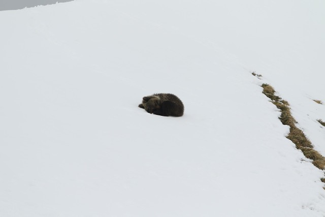 Młody niedźwiedź w rejonie Kasprowego Wierchu.