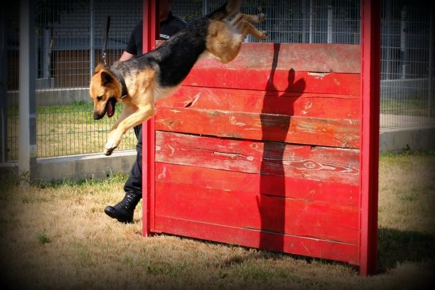 Światowy dzień psa. Sprawdzamy, jak wygląda służba psów w policji
