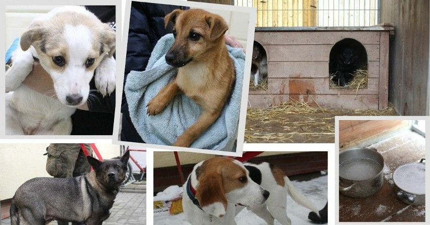 Te psy pilnie potrzebują prawdziwego domu! Czworonogi ze schroniska przy ulicy Marmurowej w Łodzi marzną w zimie. ZDJĘCIA