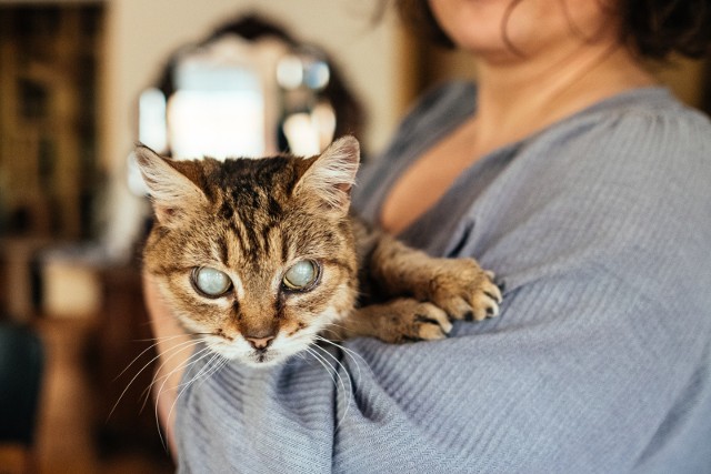 Fundacja "Ja paczę sercem" zajmuje się niewidomymi kotami z całej Polski oraz kotami-uchodźcami z Ukrainy