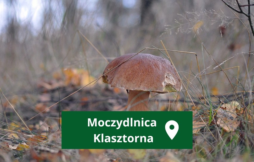 Moczydlnica Klasztorna – wieś w Polsce położona w...