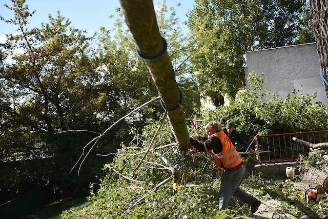 W miejsce ściętych topoli nad Strugą Toruńską posadzone zostaną inne gatunki drzew, charakteryzujące się długowiecznością